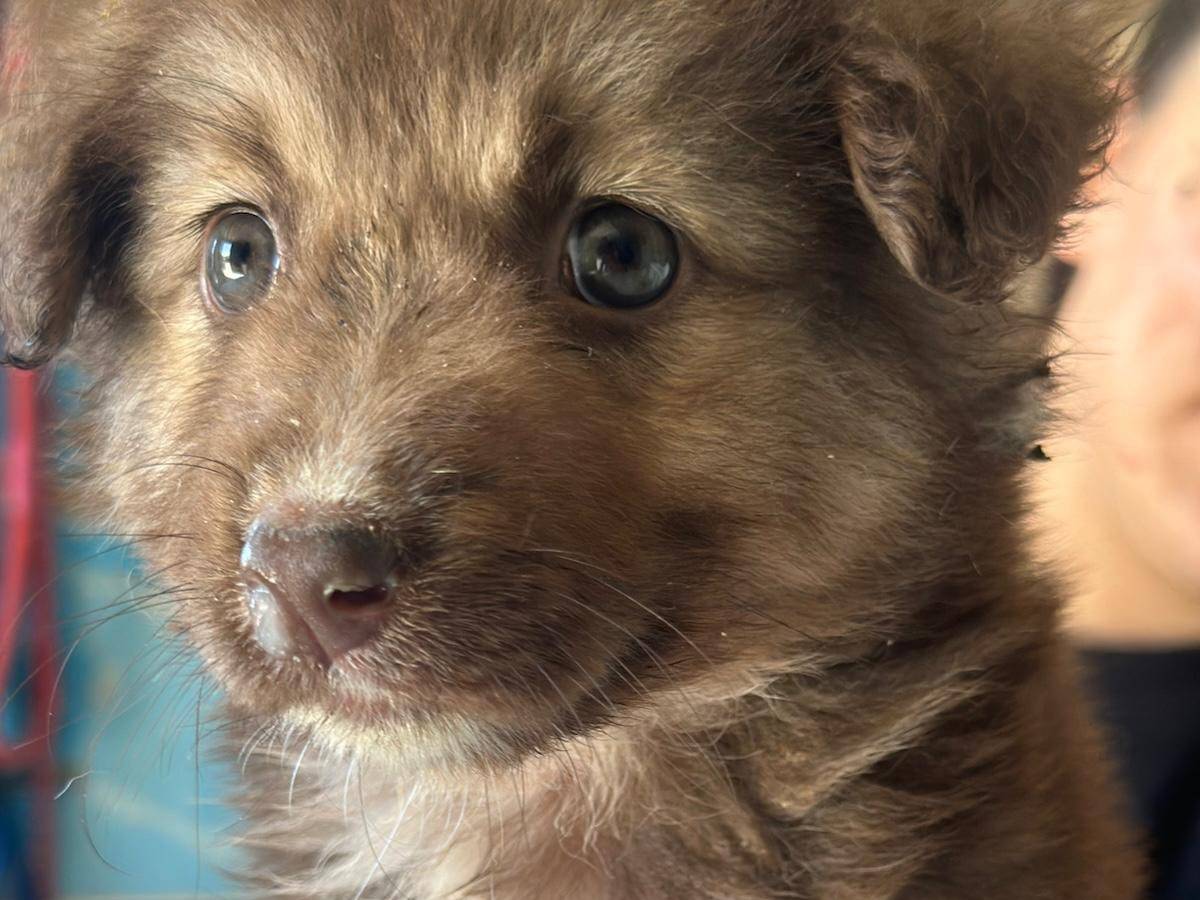 Vuoi adottare un cane a Trapani?