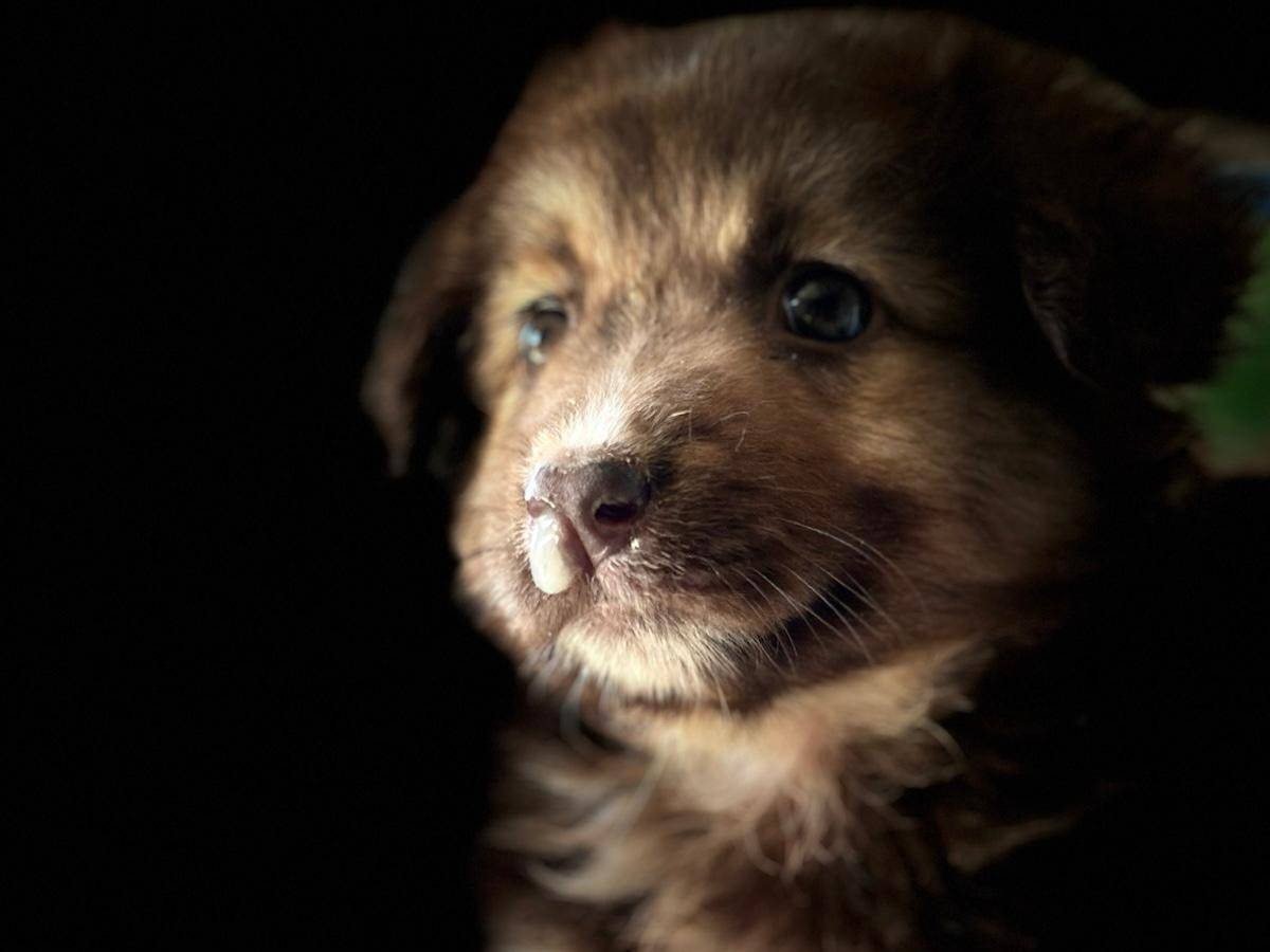 Adotta il cane Priscilla a Trapani