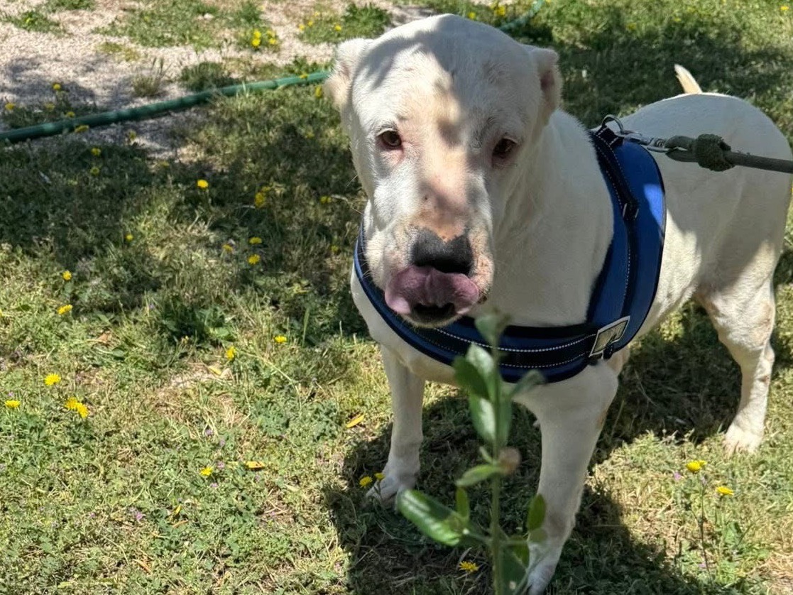 Vuoi adottare un cane a Matera?