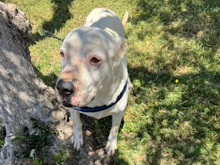 Adotta il cane Mulan a Matera