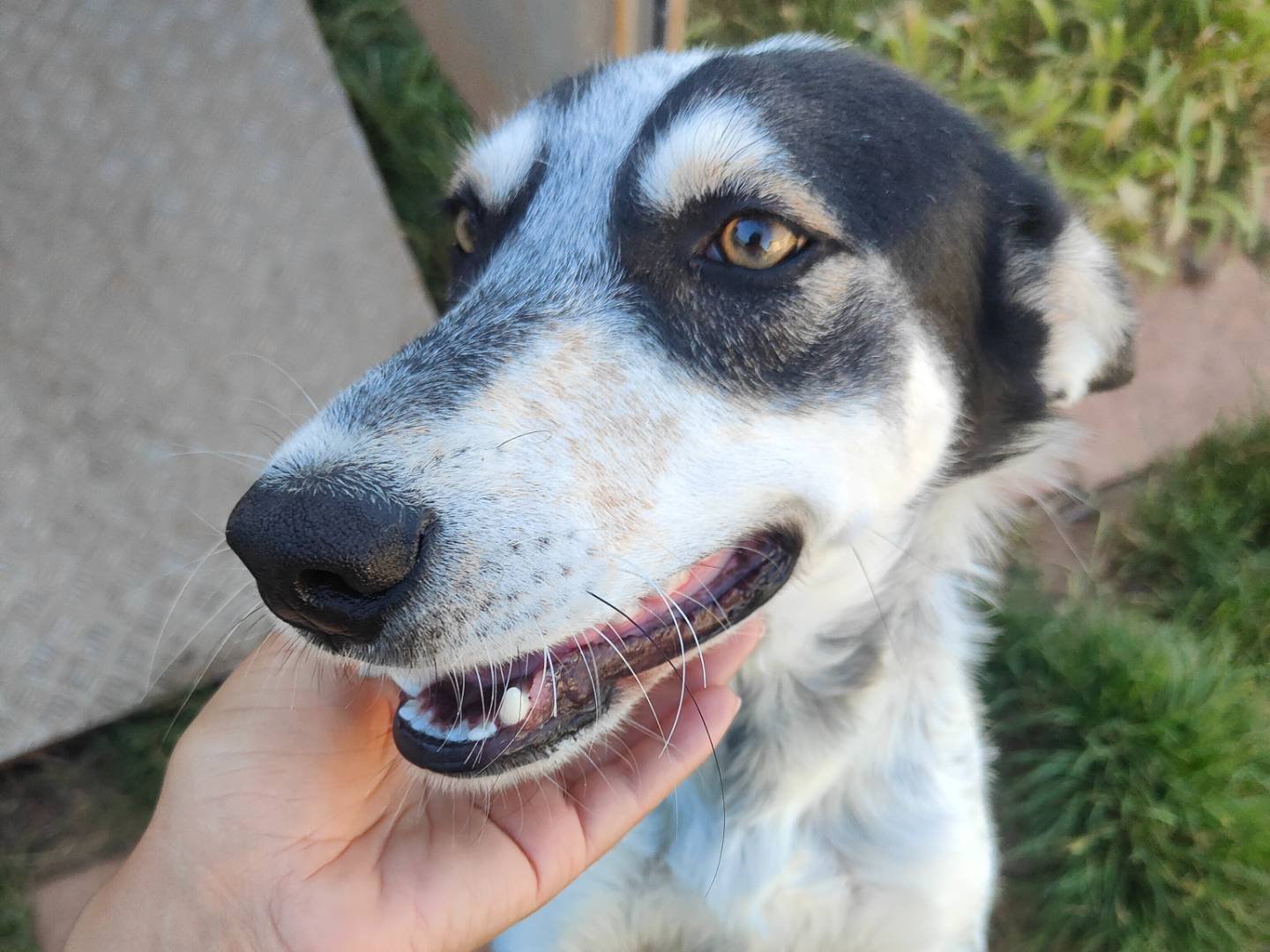 Adotta un cane, taglia media contenuta, maschio, Vibo