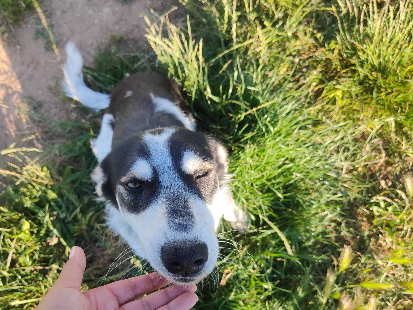 Vuoi adottare un cane a Vibo?