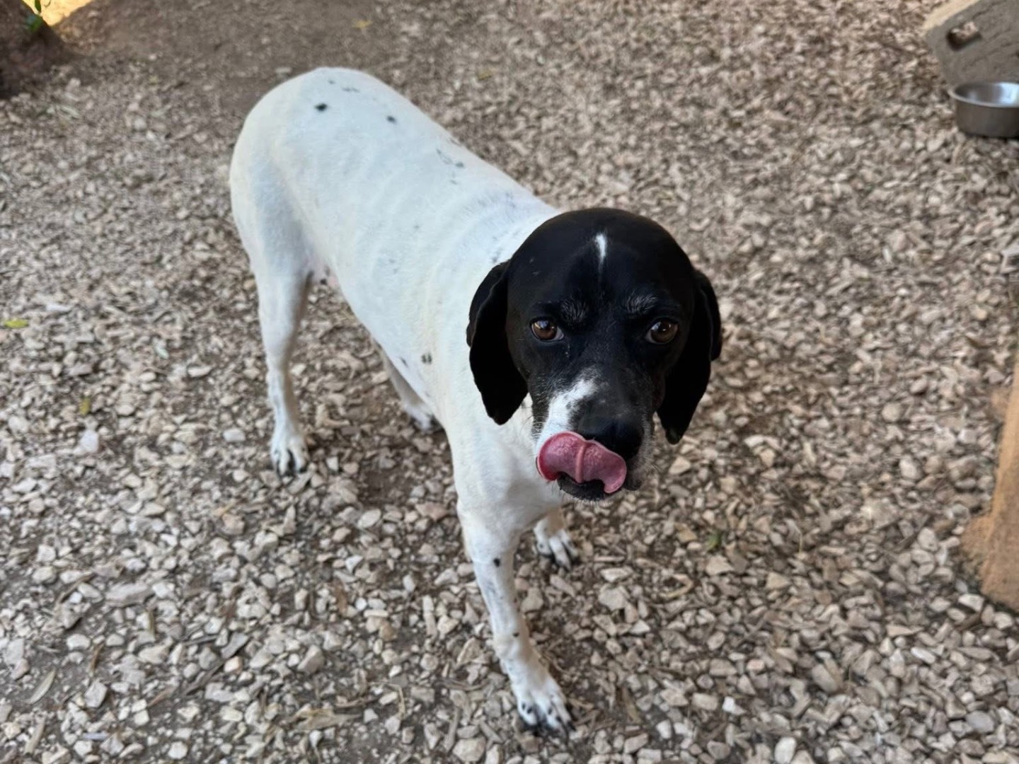 Adotta un cane, taglia media, femmina, Matera