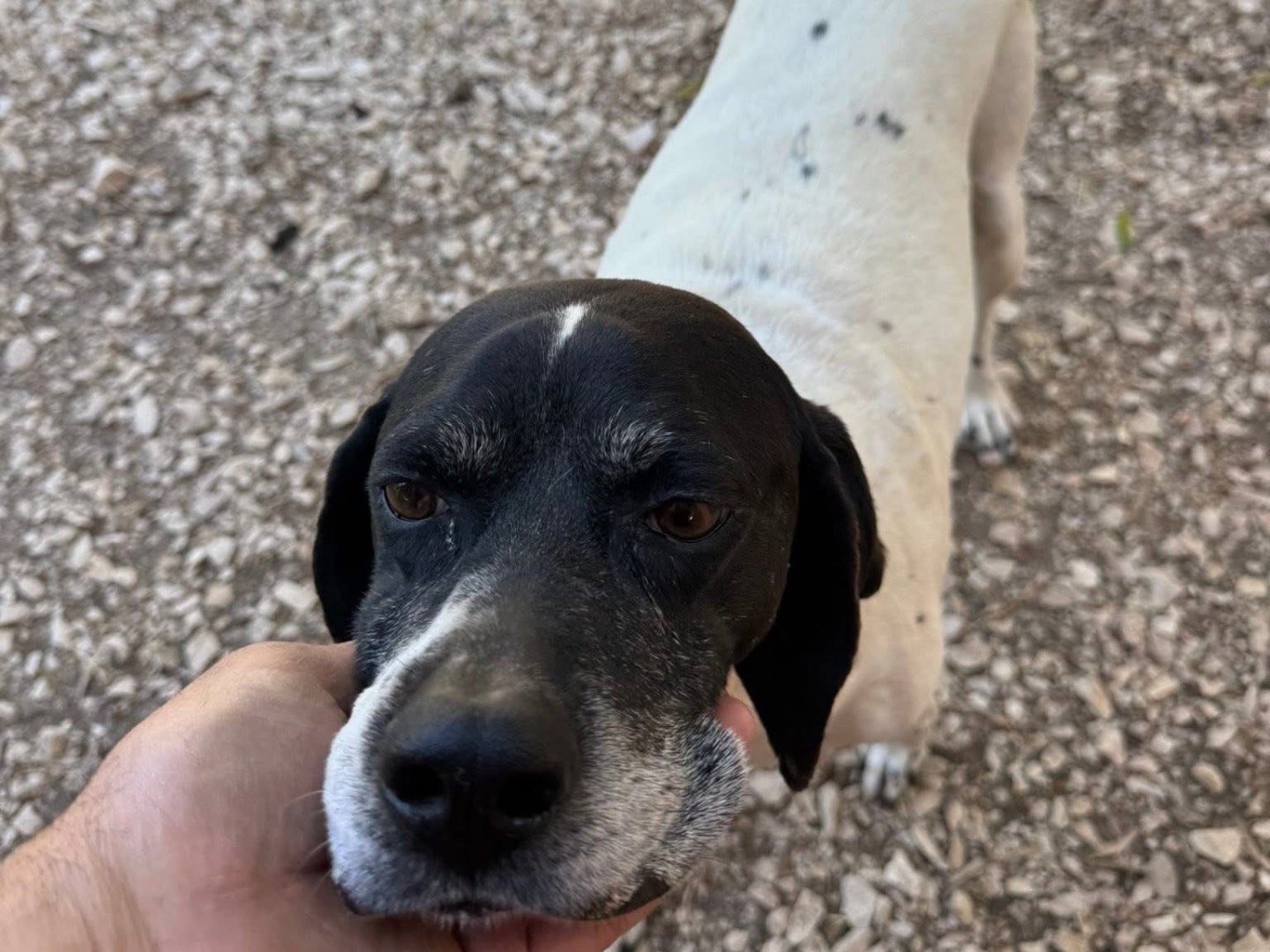 Vuoi adottare un cane a Matera?