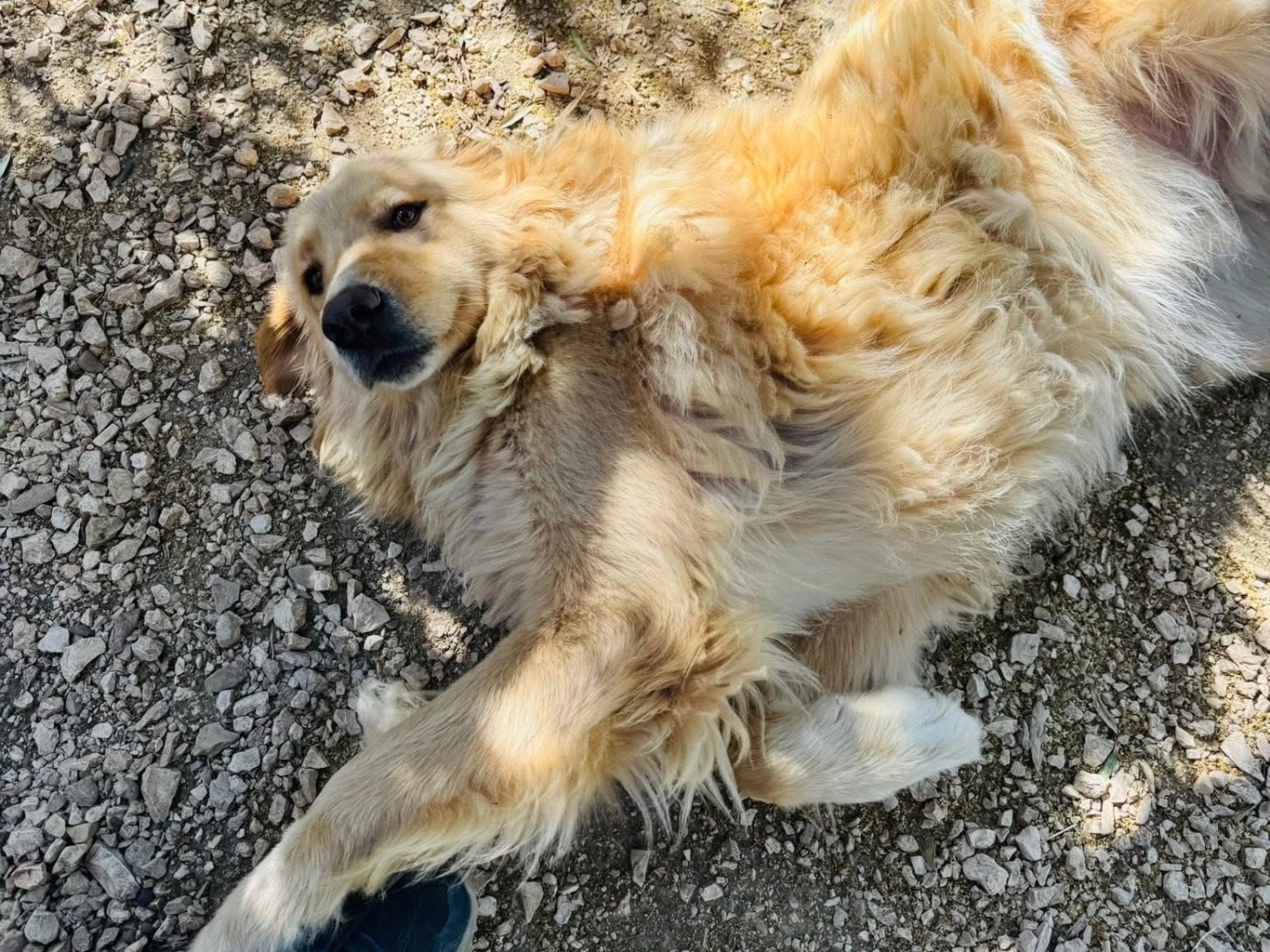 Vuoi adottare un cane a Matera?
