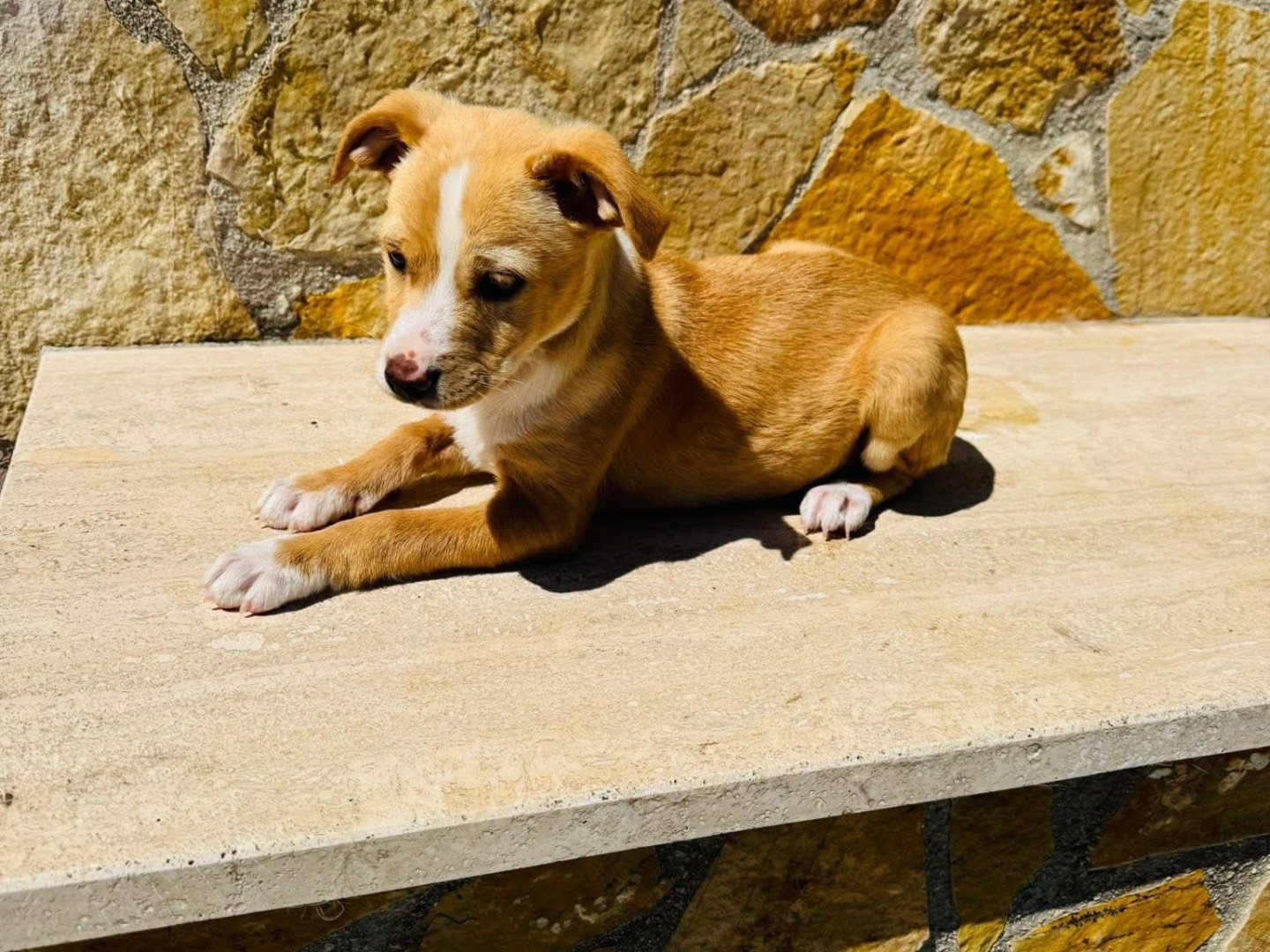 Foto 3 dell'animale