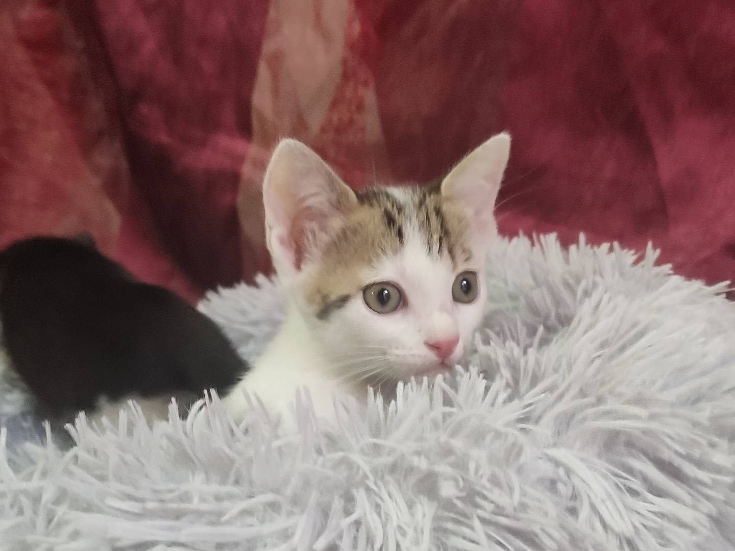 Adotta un gatto, femmina, 1 mesi, Catania