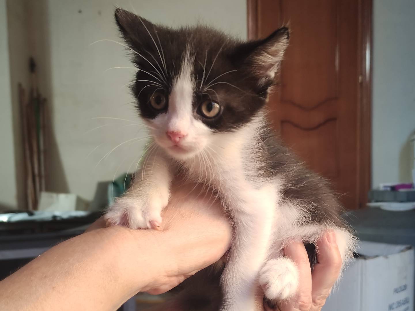 Vuoi adottare un gatto a Catania?