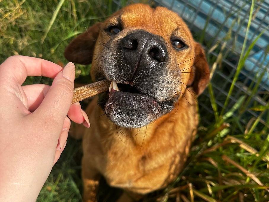 Adotta un cane, maschio, 5 anni  e 4 mesi , Latina