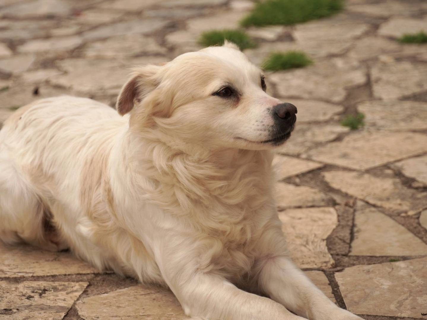 Adotta un cane, taglia piccola, maschio, Latina