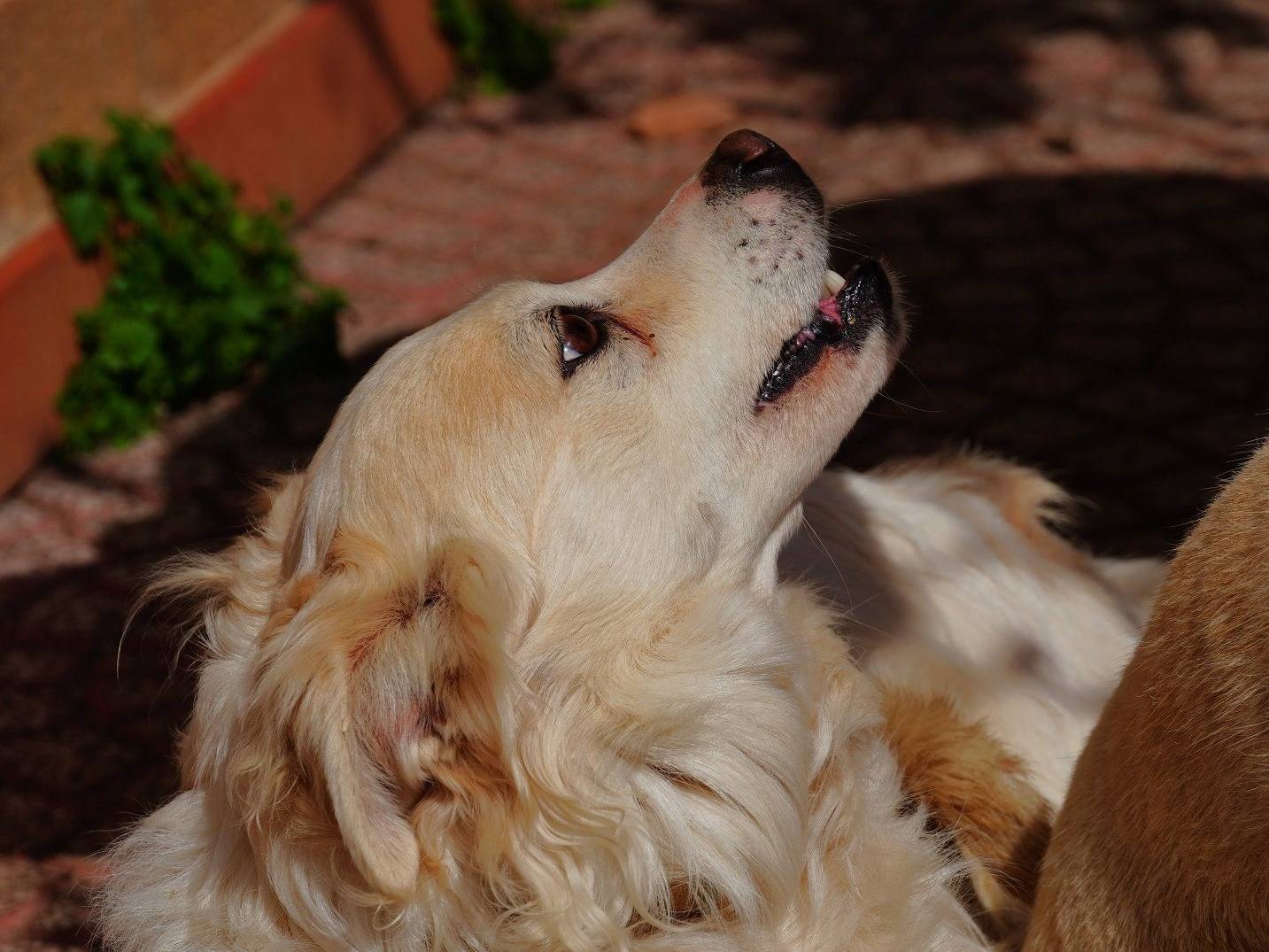 Vuoi adottare un cane a Latina?