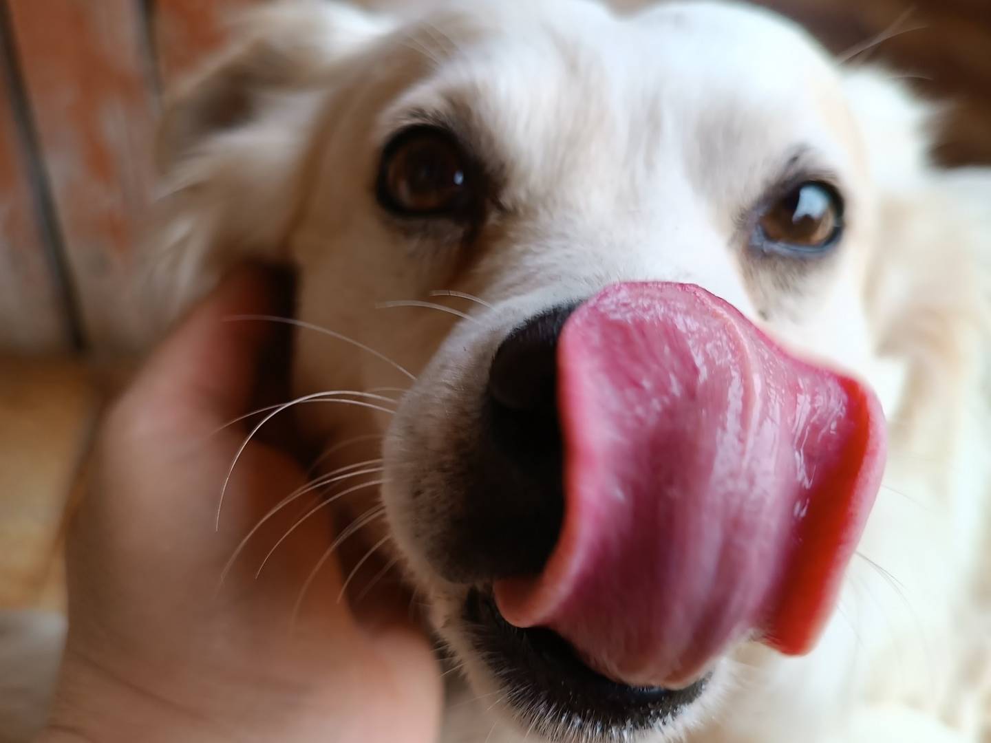 Adotta il cane Simba a Latina