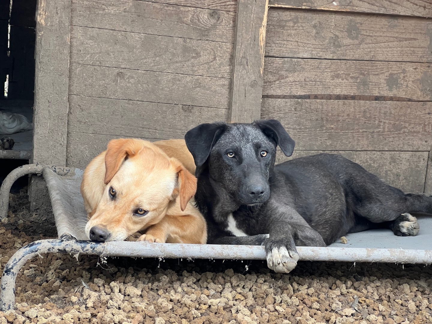 Adotta un cane, taglia media, femmina, Roma