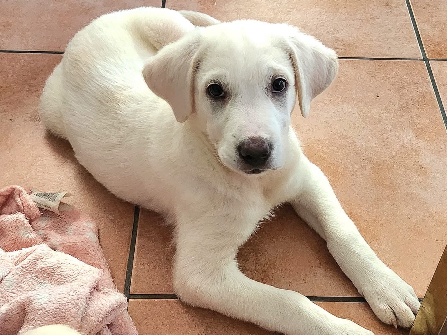 Adozione cane, maschio, Labrador Retriever Pastore maremmano, 1 mesi, taglia grande, Roma