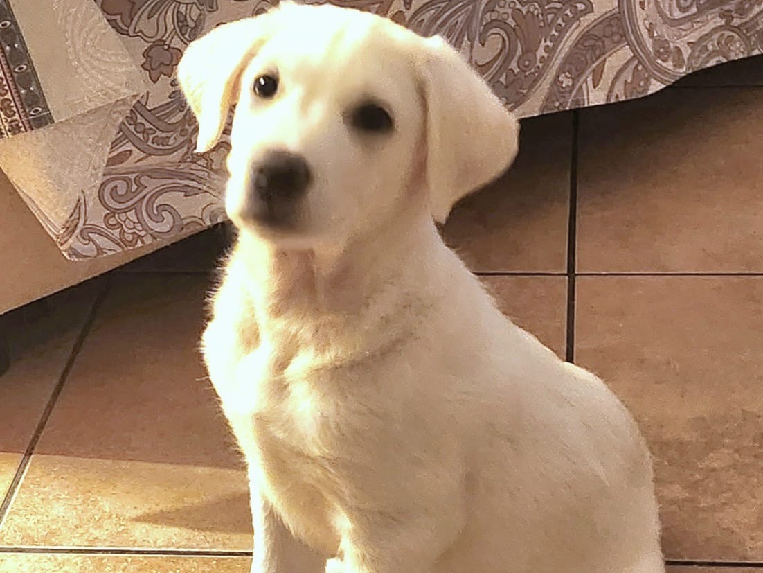 Adotta un cane, maschio, 1 mesi, Roma