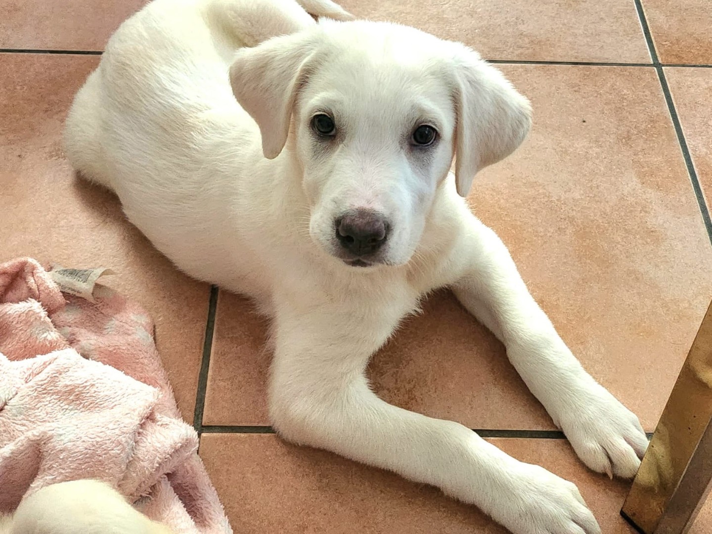 Adotta un cane, taglia grande, maschio, Roma