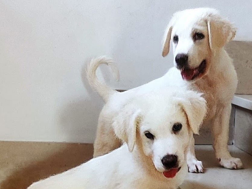 Vuoi adottare un cane a Roma?