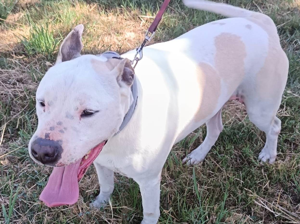 Vuoi adottare un cane a Napoli?
