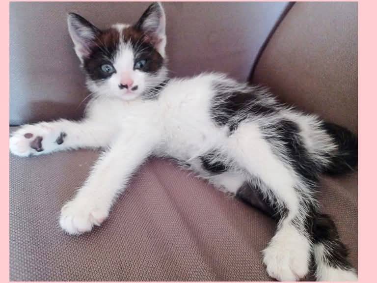 Foto dell'animale