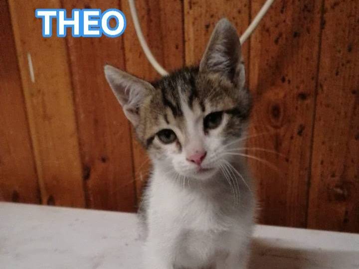 Adotta un gatto, maschio, 1 mesi, Trapani