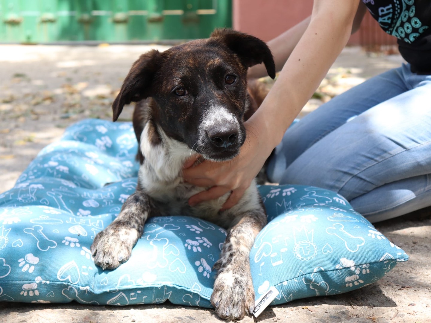 Adotta un cane, taglia media contenuta, femmina, Sud