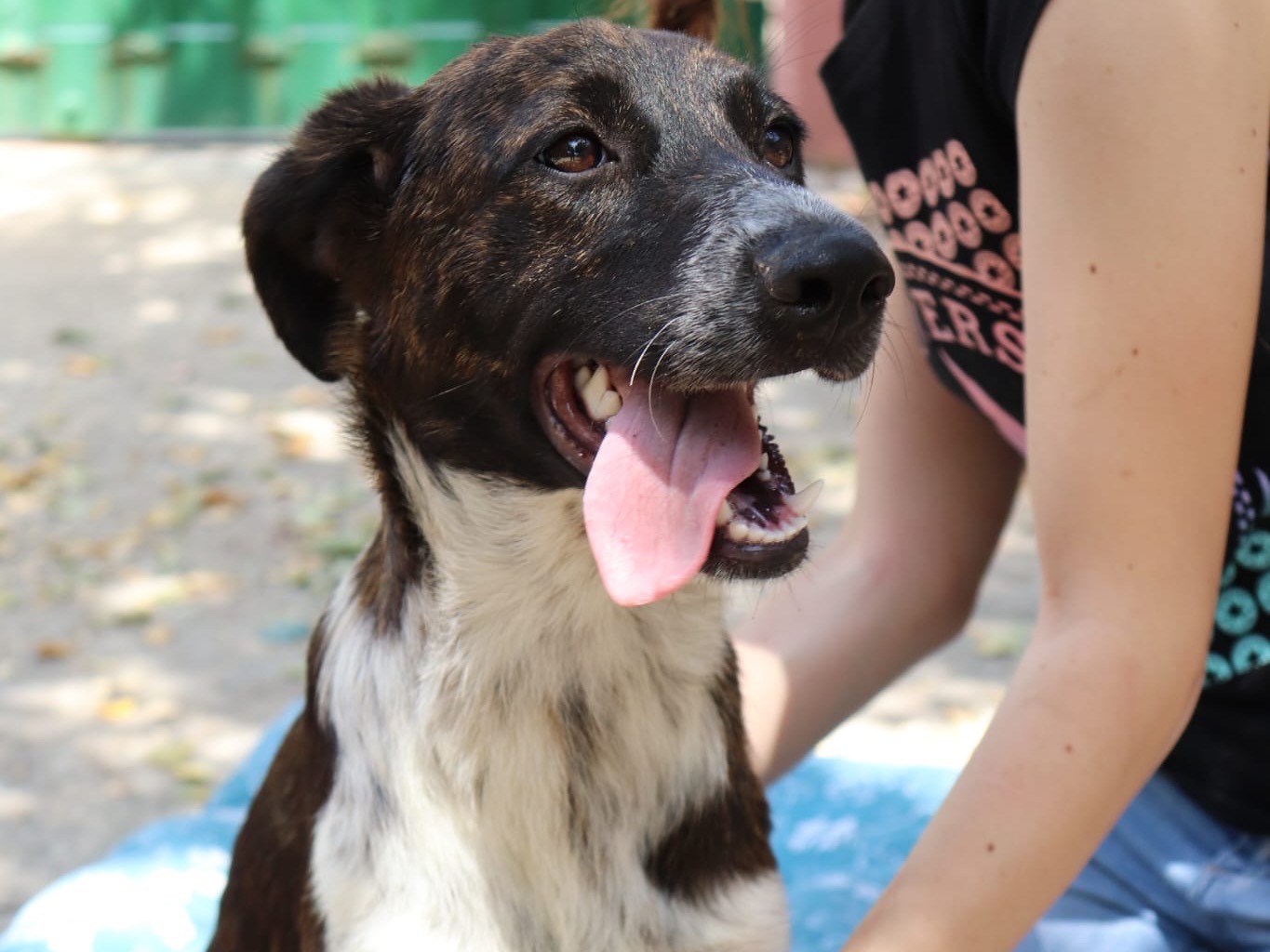 Vuoi adottare un cane a Sud?