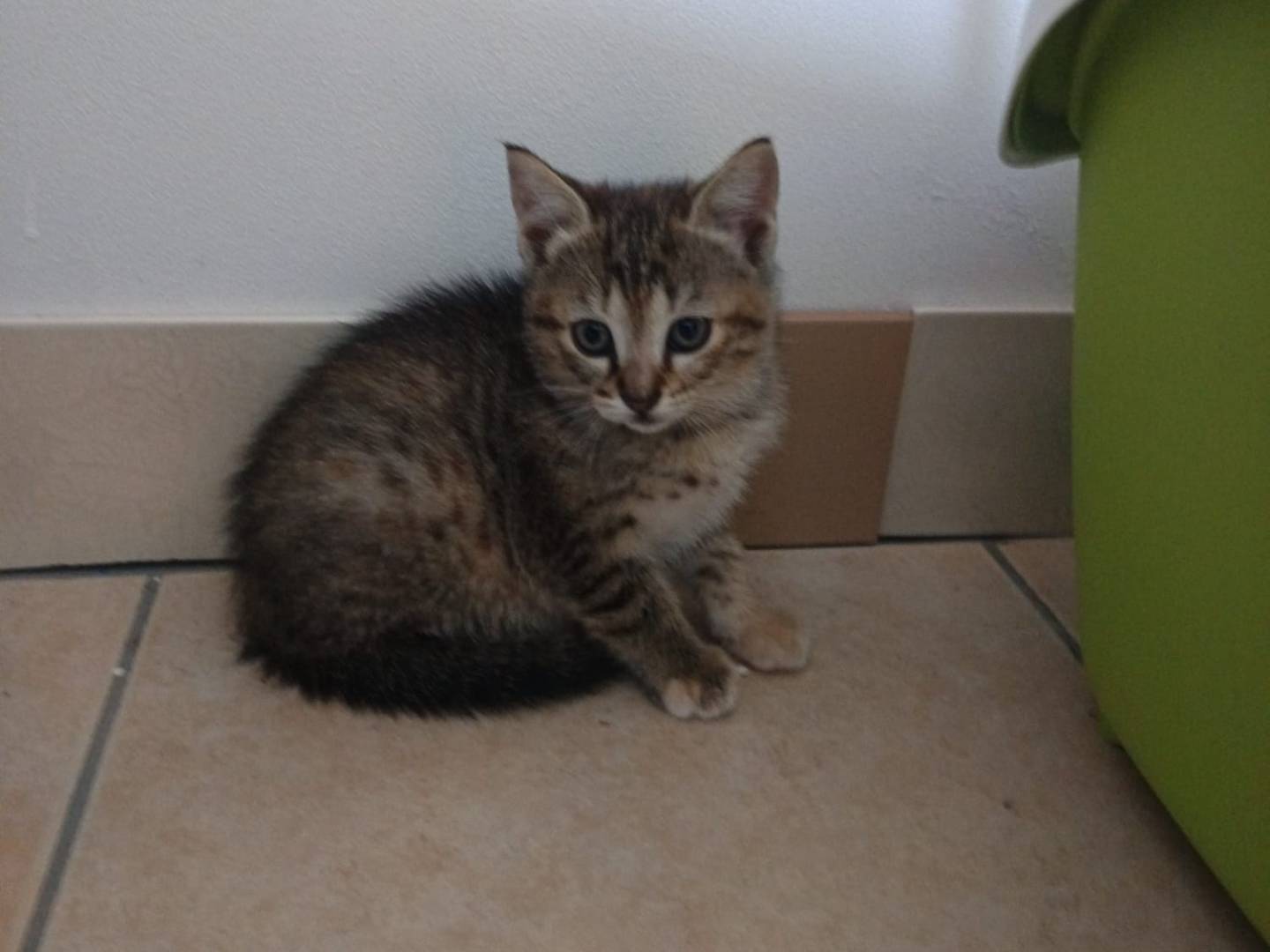 Foto dell'animale