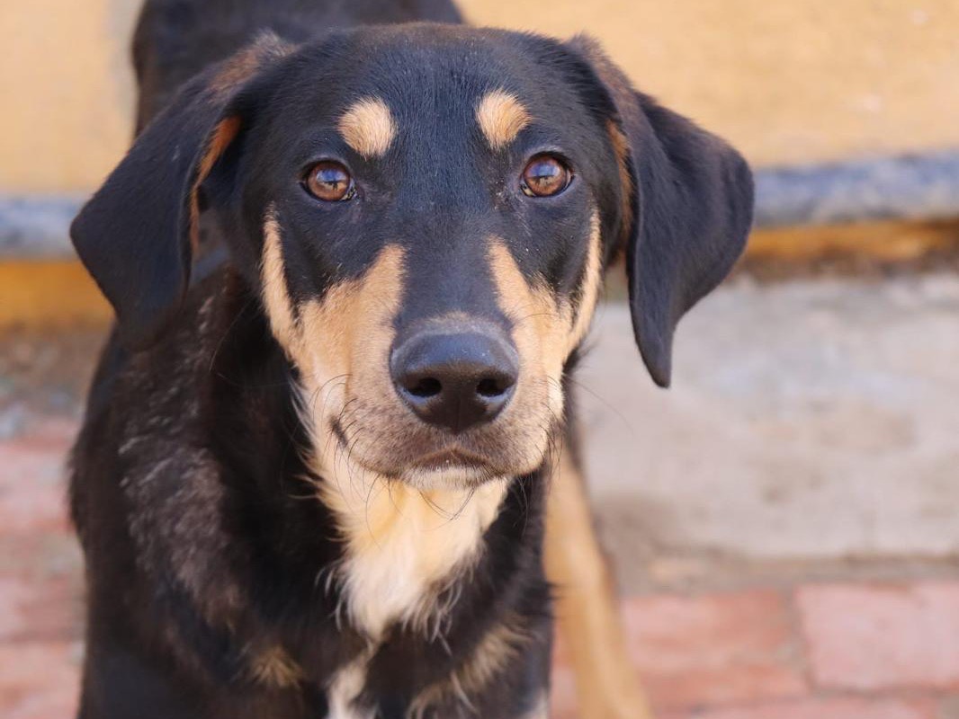 Adotta un cane, maschio, 1 anno e 2 mesi , Sud