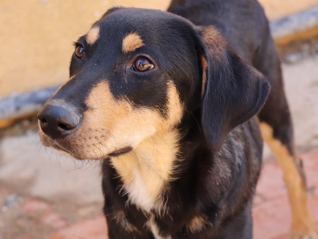 Adotta un cane, taglia media, maschio, Sud