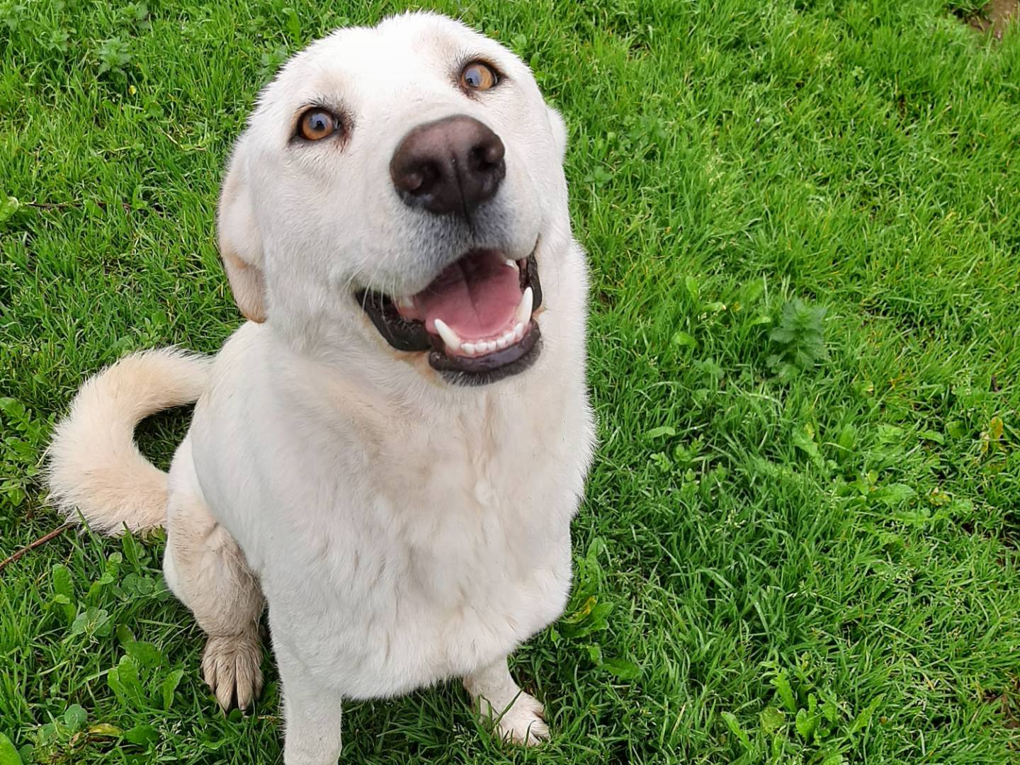 Adotta un cane, taglia media, femmina, Barletta