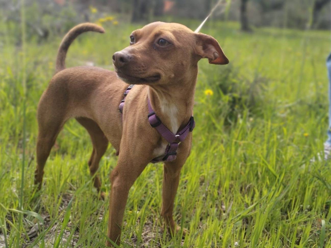 Adozione cane, femmina, Pinscher Razza sconosciuta, 2 anni  e 2 mesi , taglia piccola, Bari