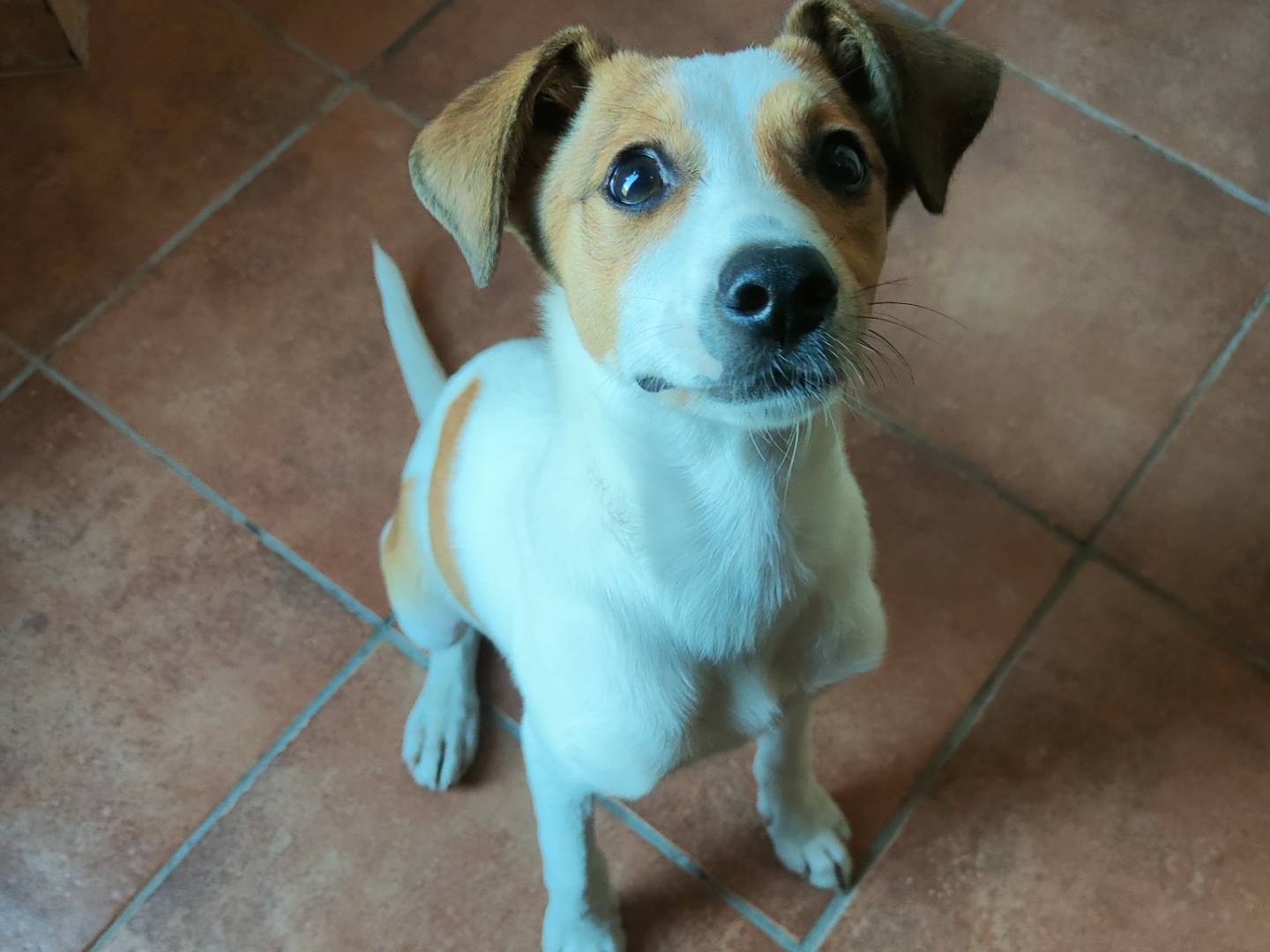 Adotta un cane, taglia piccola, femmina, Caserta