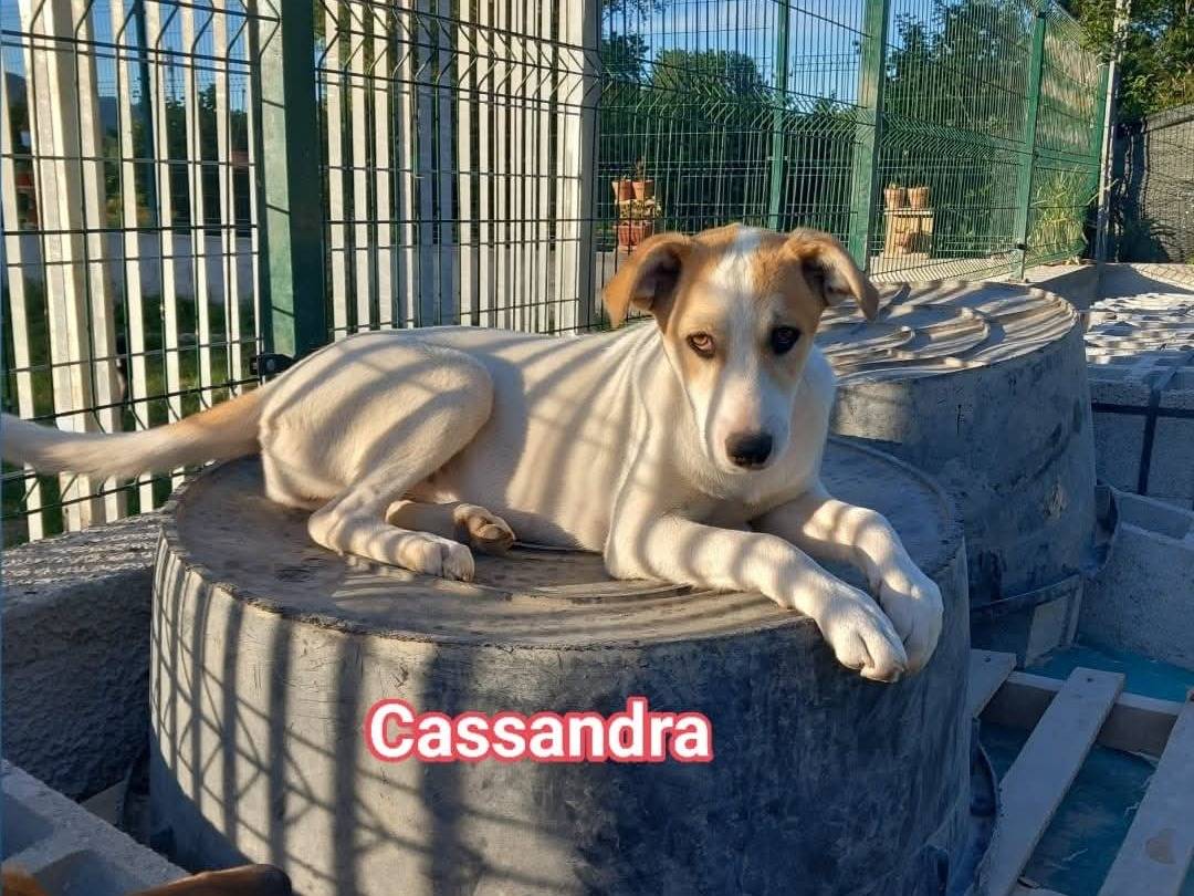 Foto dell'animale