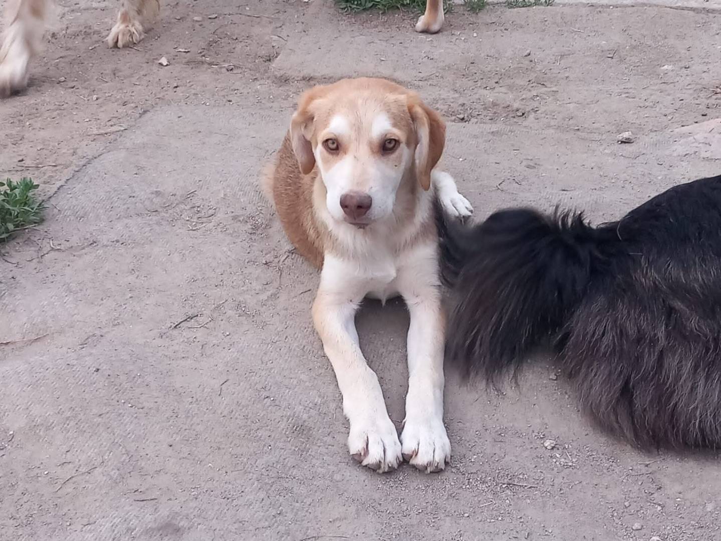Foto dell'animale