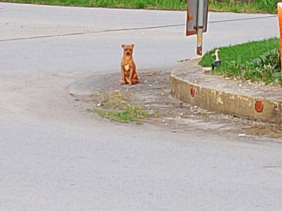 Foto 3 dell'animale