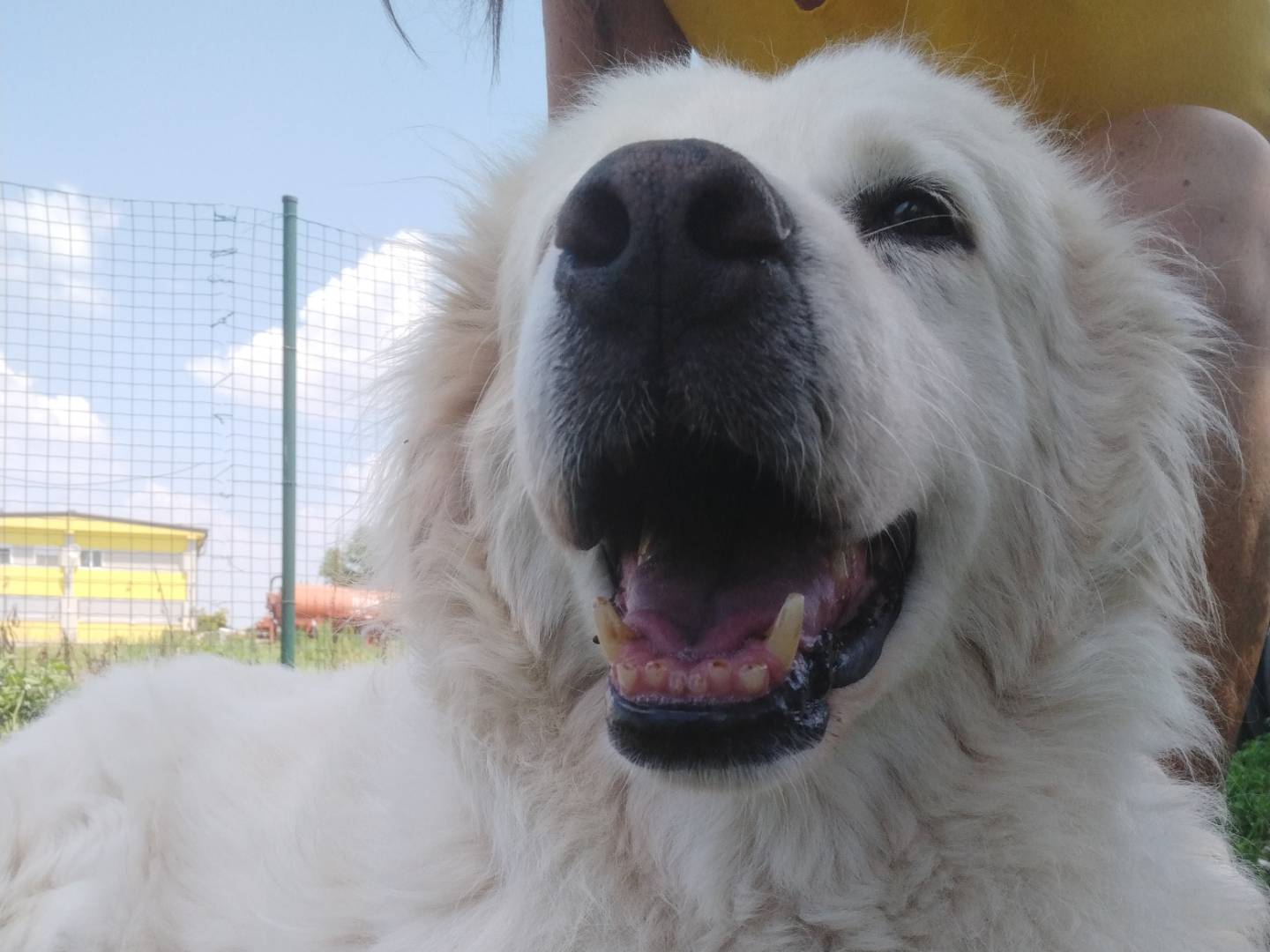 Adotta un cane, maschio, 6 anni  e 8 mesi , Milano