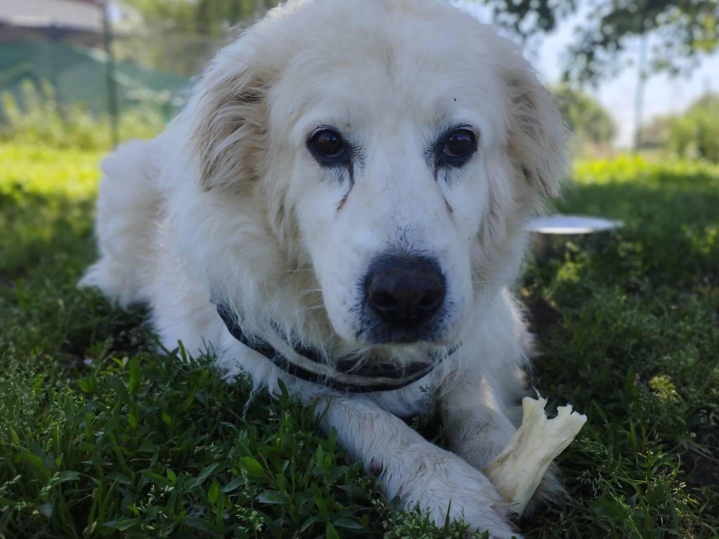 Adotta un cane, taglia grande, maschio, Milano