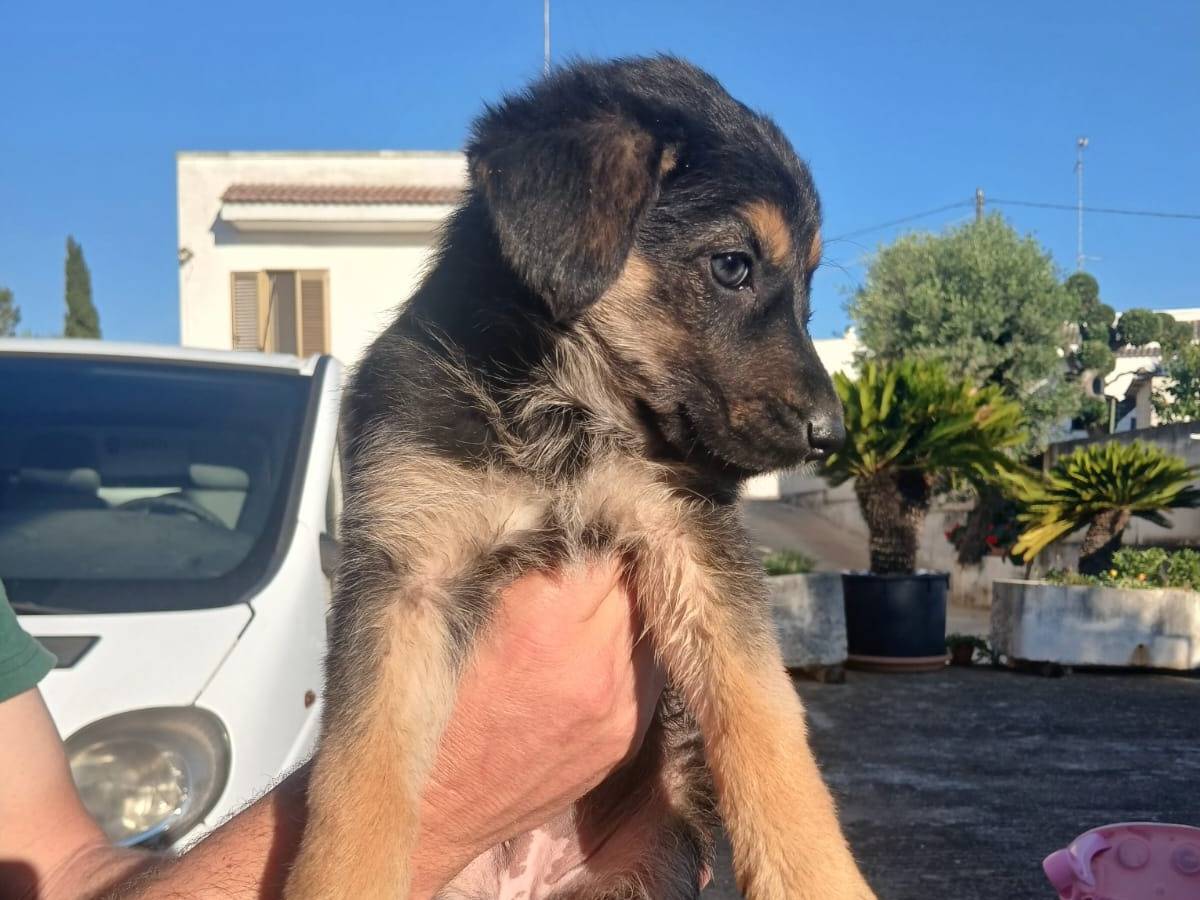Vuoi adottare un cane a Bari?