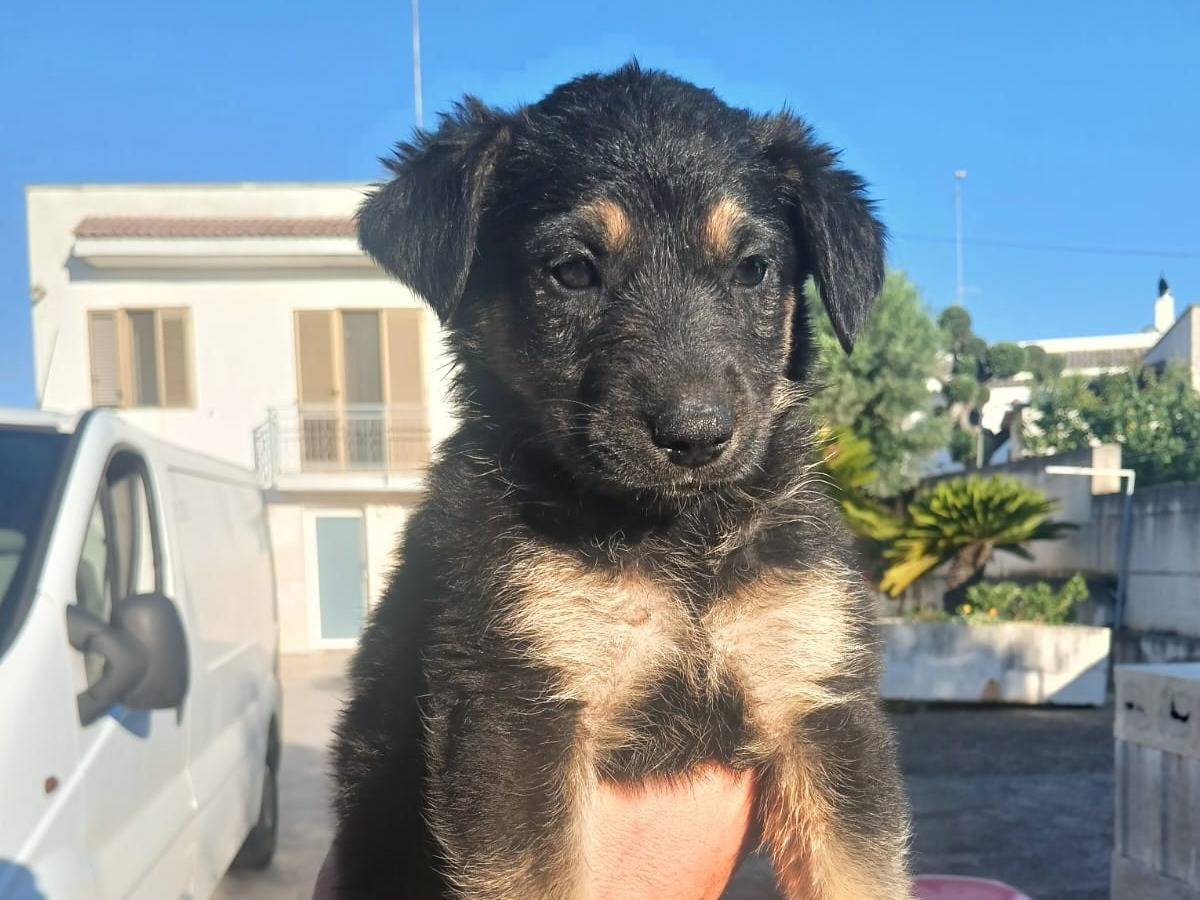 Adotta il cane Fiamma a Bari