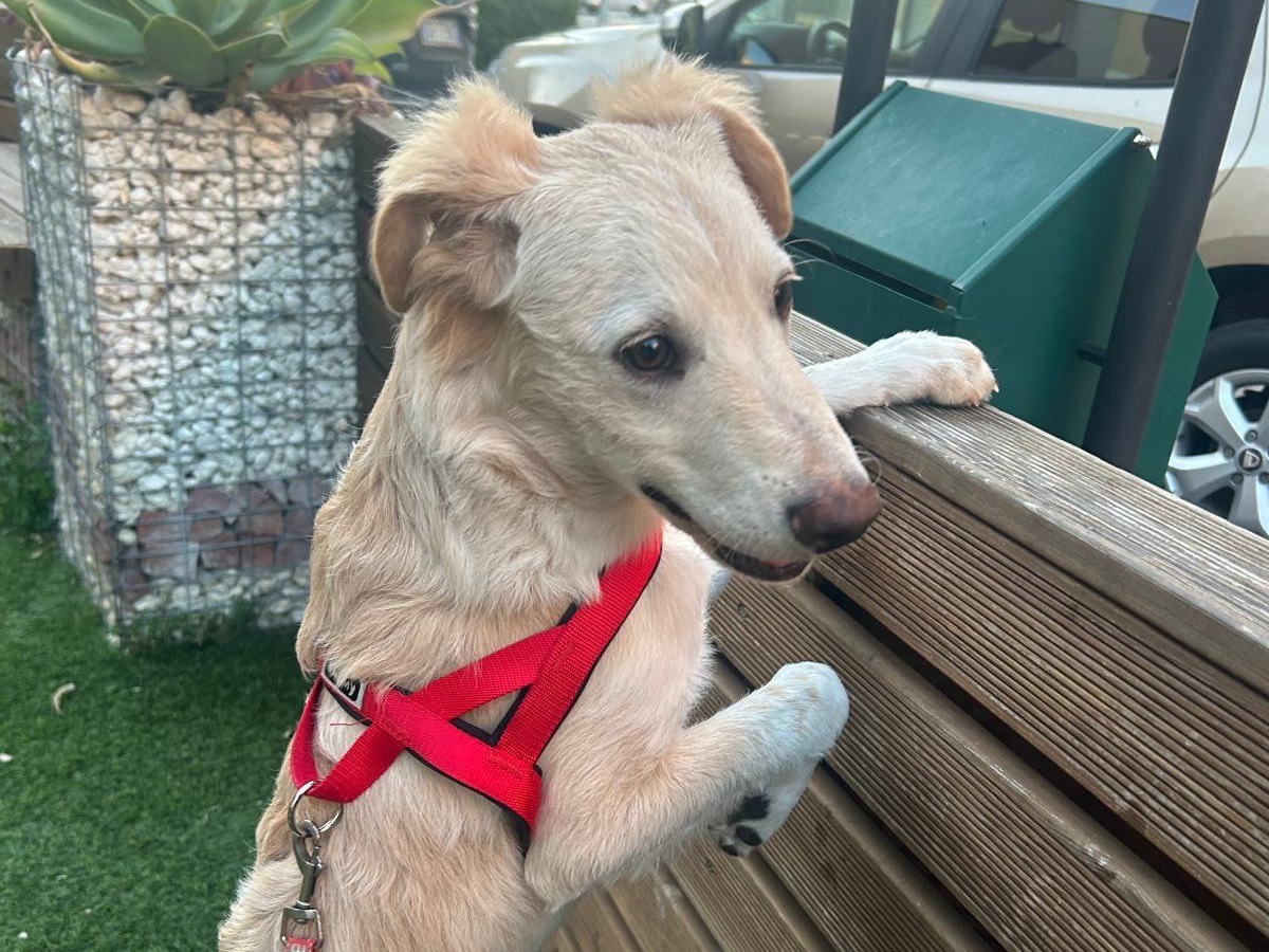 Vuoi adottare un cane a Siracusa?