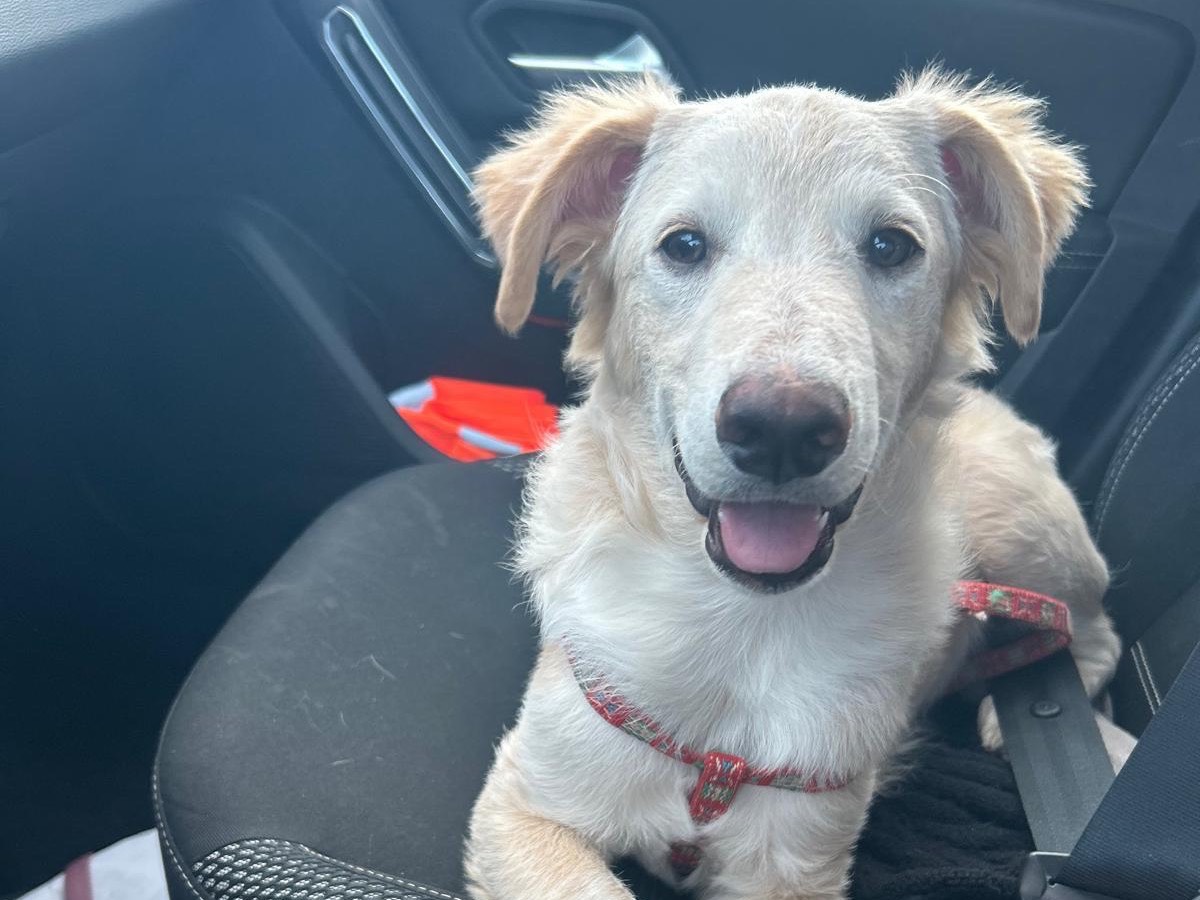 Adotta il cane Tor  a Siracusa