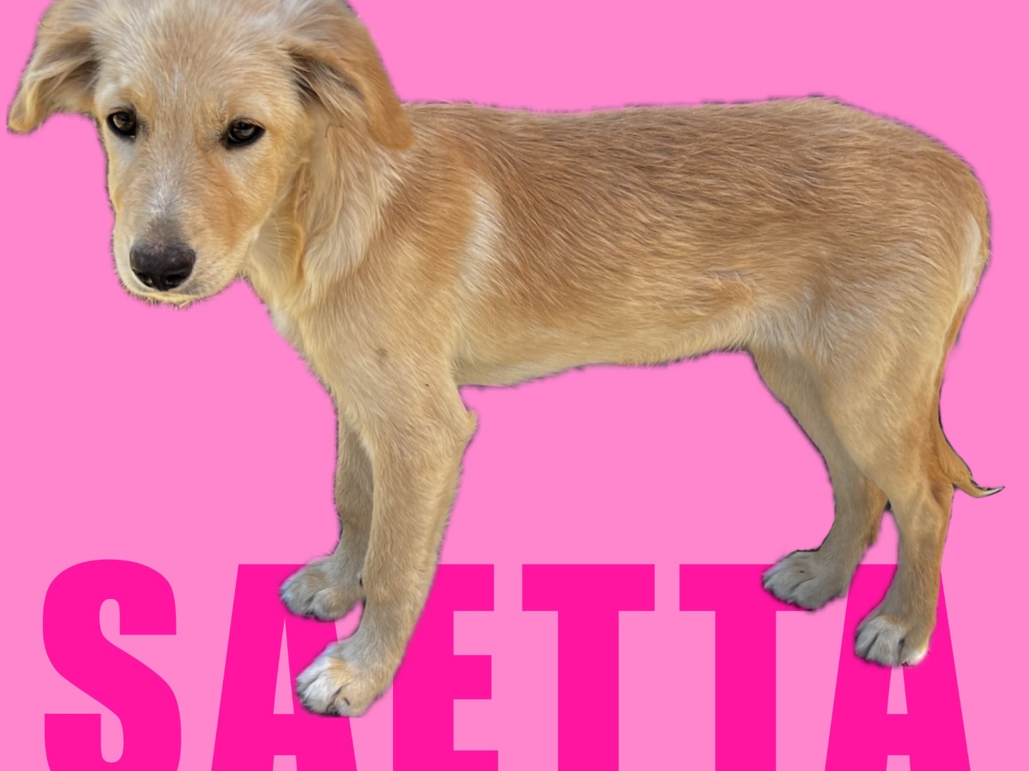 Foto dell'animale