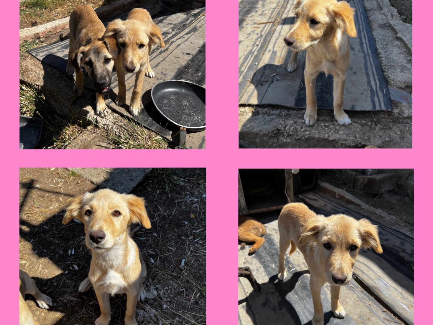 Adotta un cane, femmina, 3 mesi, Treviso
