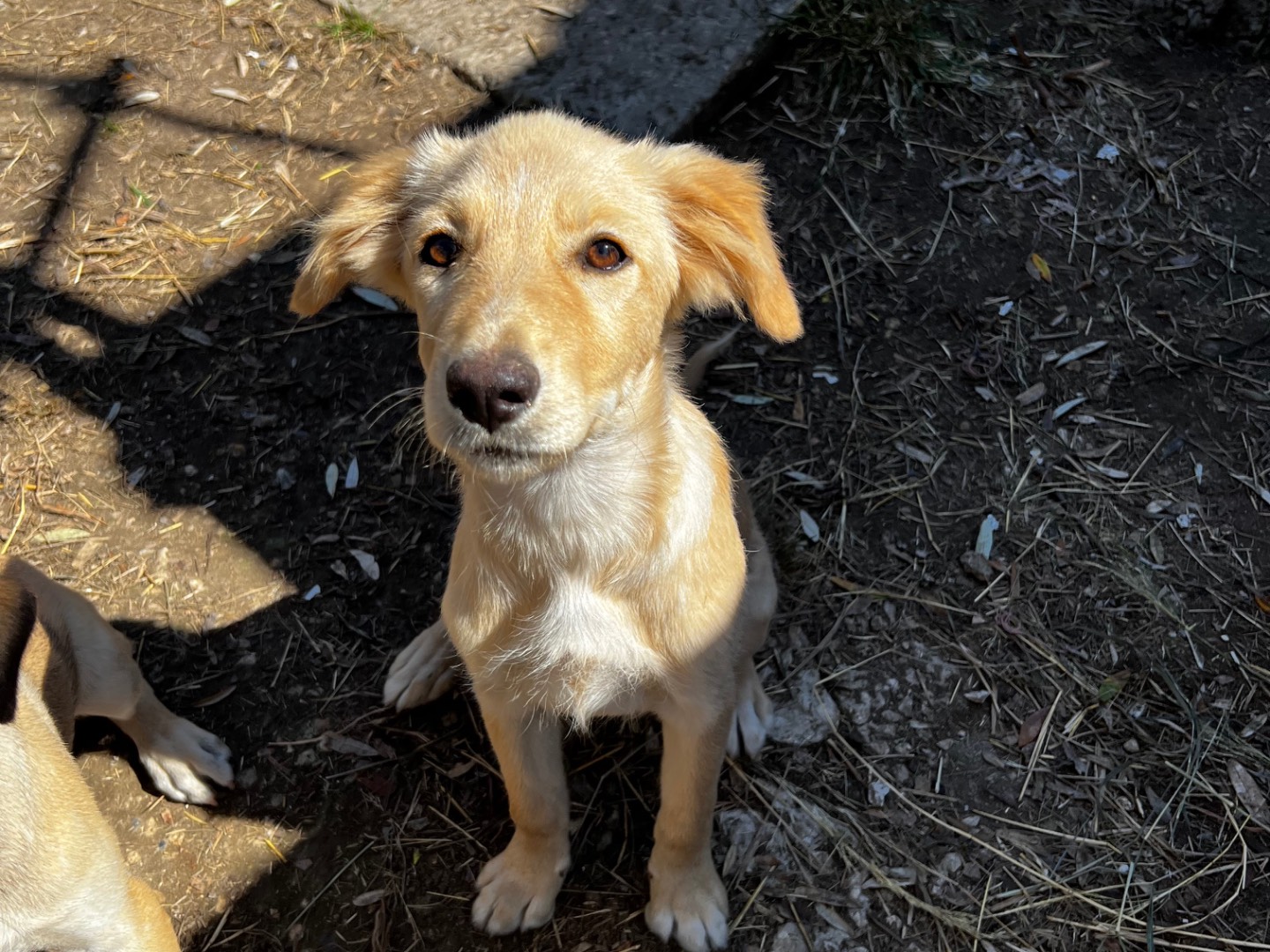 Adotta un cane, taglia media, femmina, Treviso