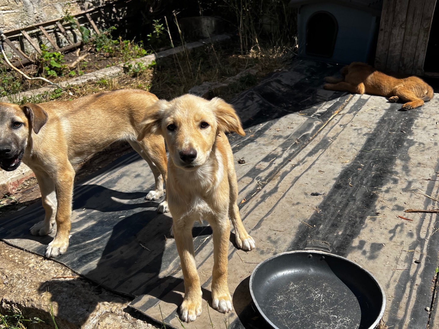 Vuoi adottare un cane a Treviso?