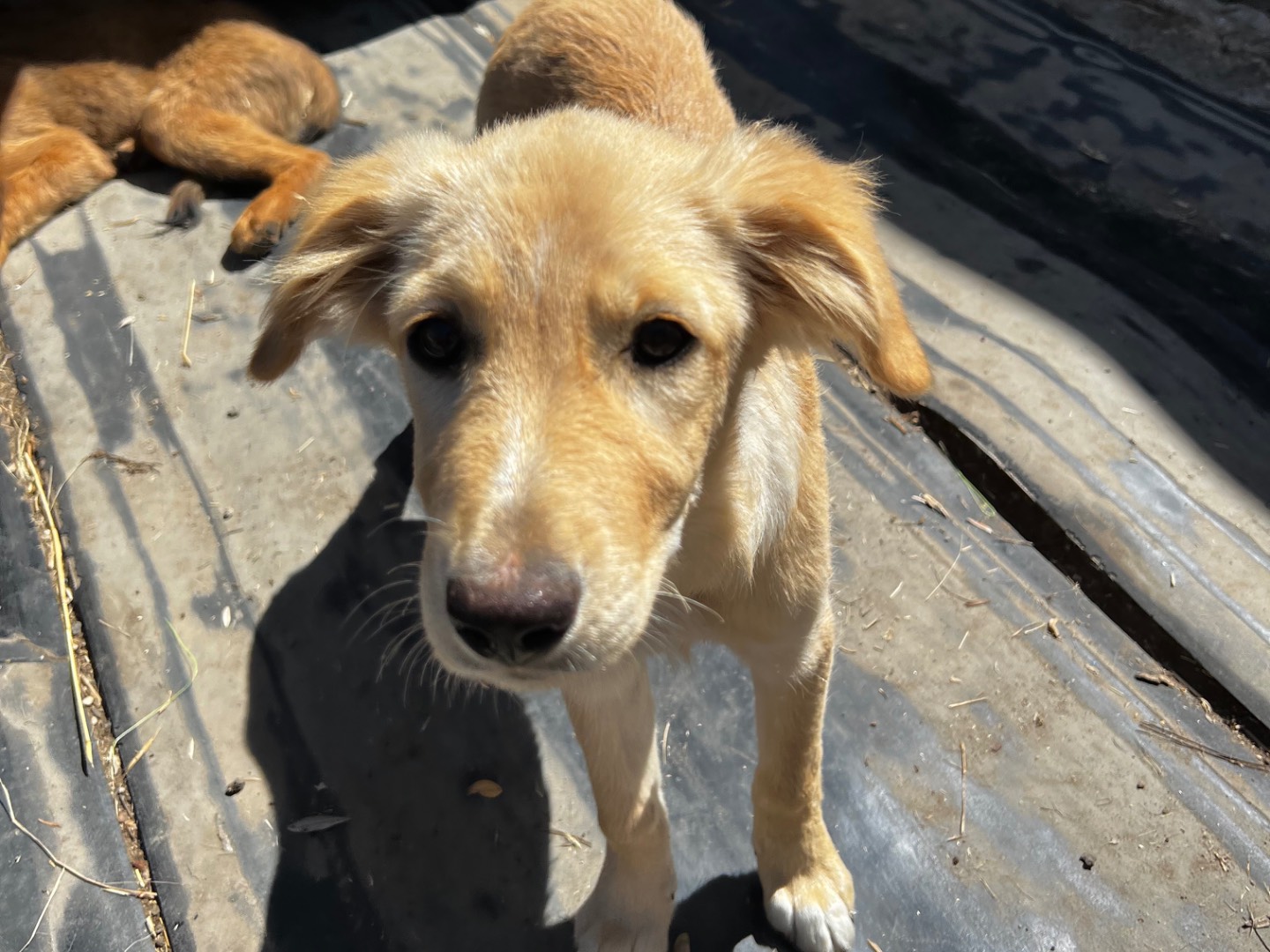 Adotta il cane Saetta a Treviso
