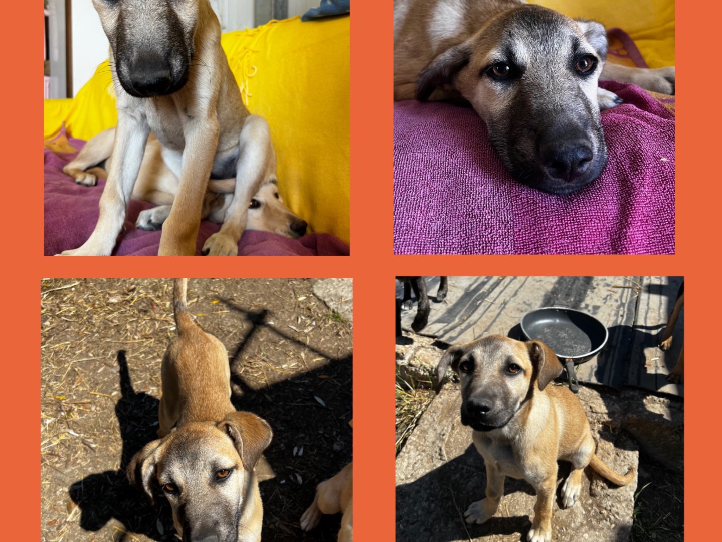 Adotta un cane, femmina, 3 mesi, Treviso
