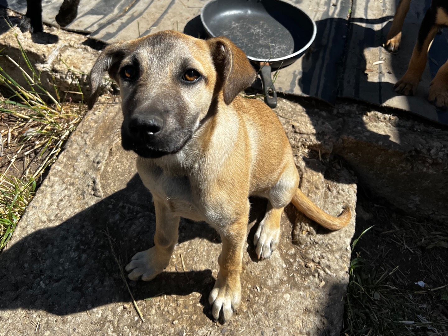 Adotta il cane Athena a Treviso