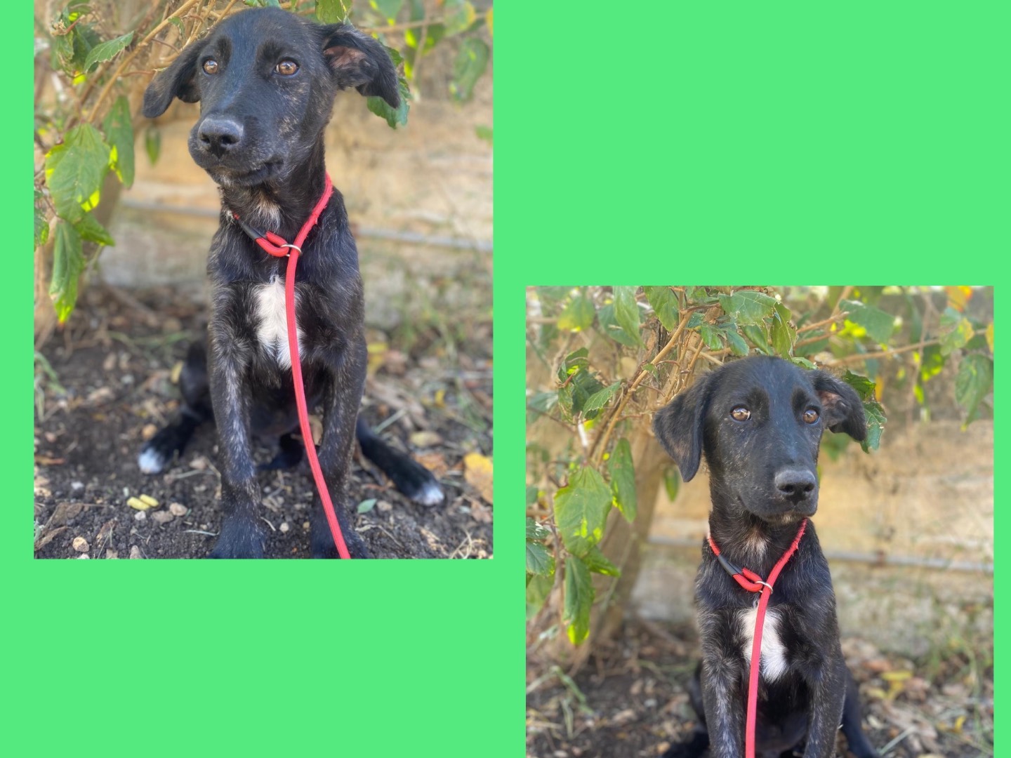 Adotta un cane, maschio, 3 mesi, Treviso