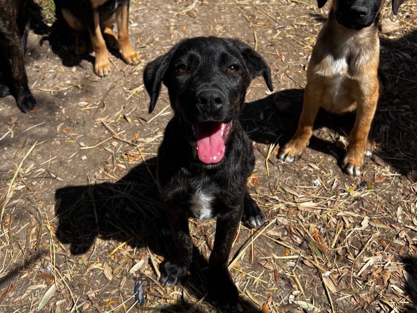 Vuoi adottare un cane a Treviso?